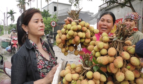 Vải không rõ nguồn gốc trà trộn với vải Thanh Hà